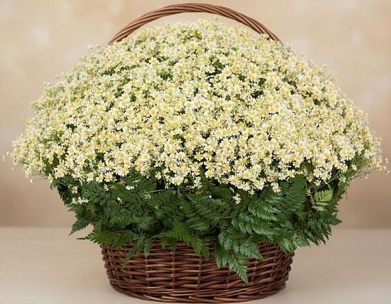 Цветочная композиция из Ромашки в корзине в Ахты